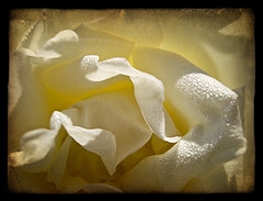 grateful dead morning dew